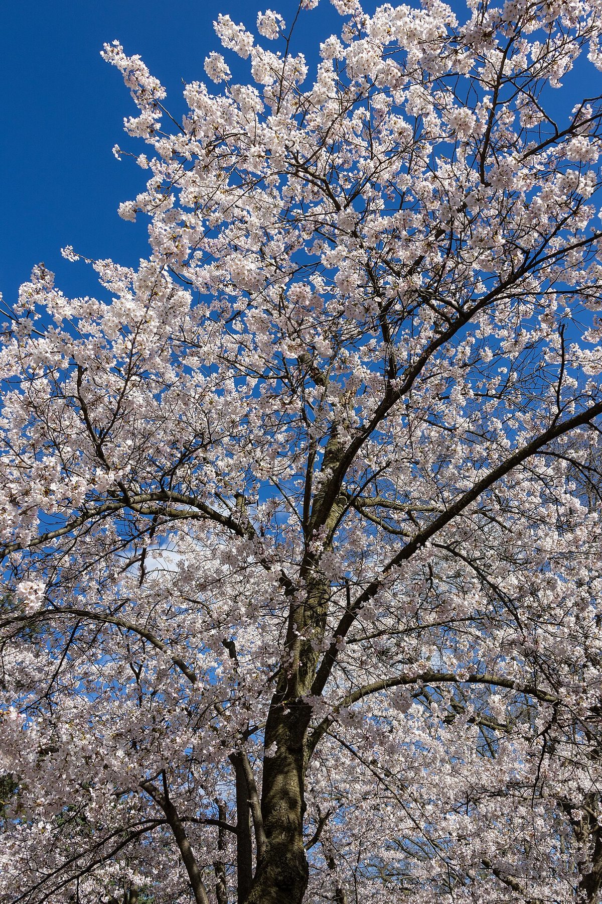 High Park, High Park